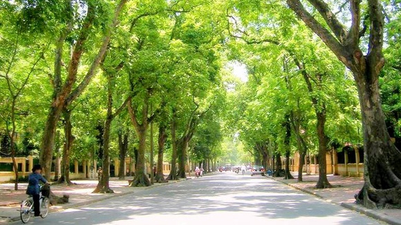 Y tuong mua bao hiem cay xanh cua Da Nang kho kha thi hinh anh