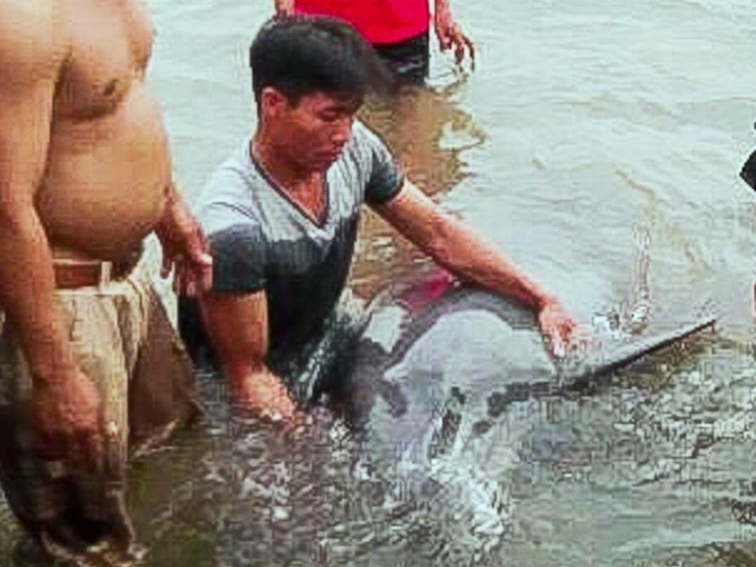 Ca heo nang 100 kg troi dat vao bo bien Da Nang hinh anh