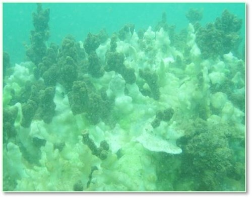 công bố hiện trạng biển miền Trung ảnh 1 cong bo hien trang bien mien Trung anh 1