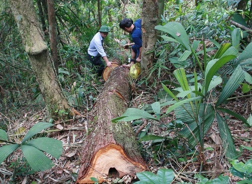 Vu pha rung lon nhat Quang Nam: 'Xu nghiem, khong ne nang' hinh anh