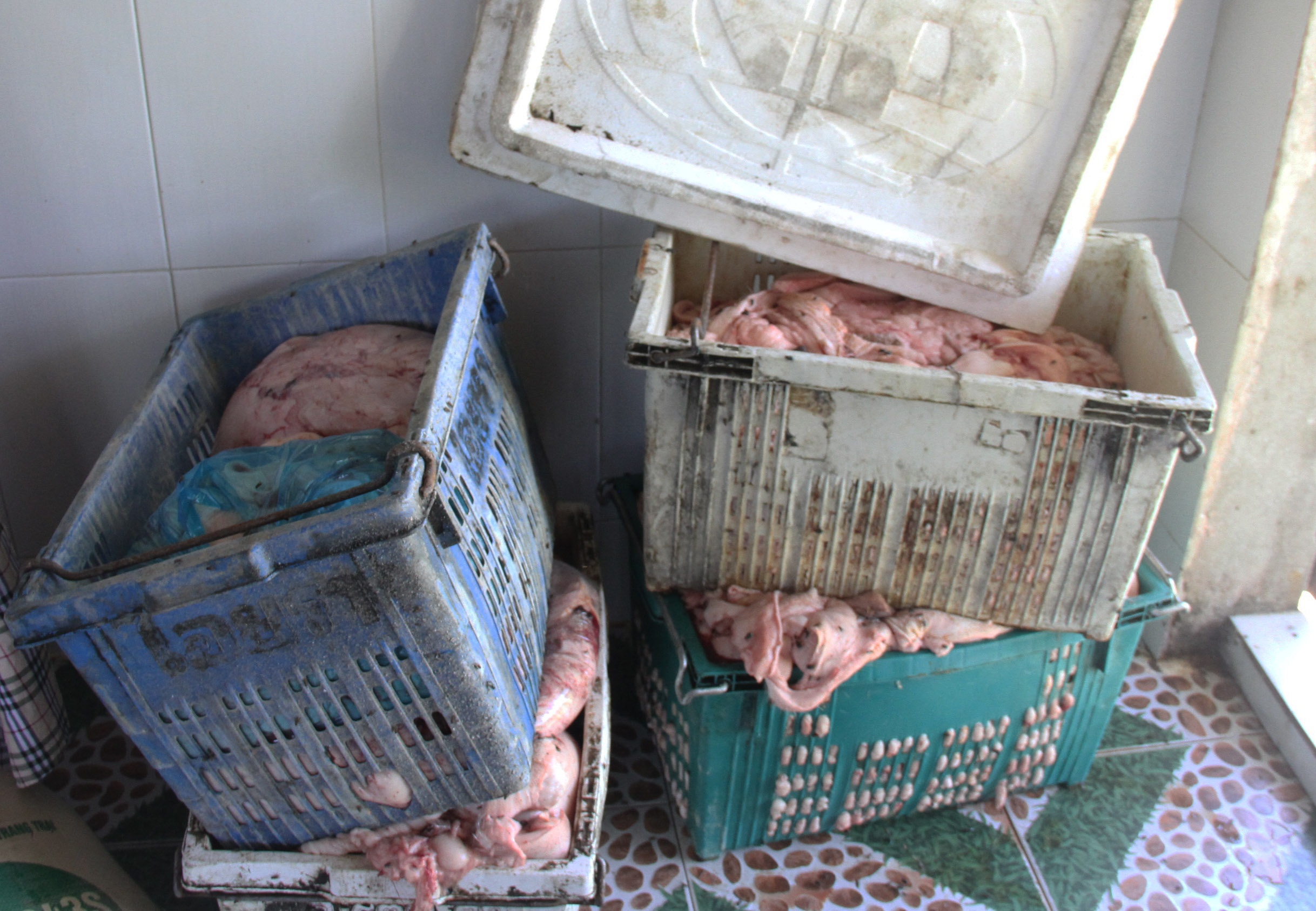 Phat hien gan tan mo heo ban chuan bi ban ra thi truong hinh anh