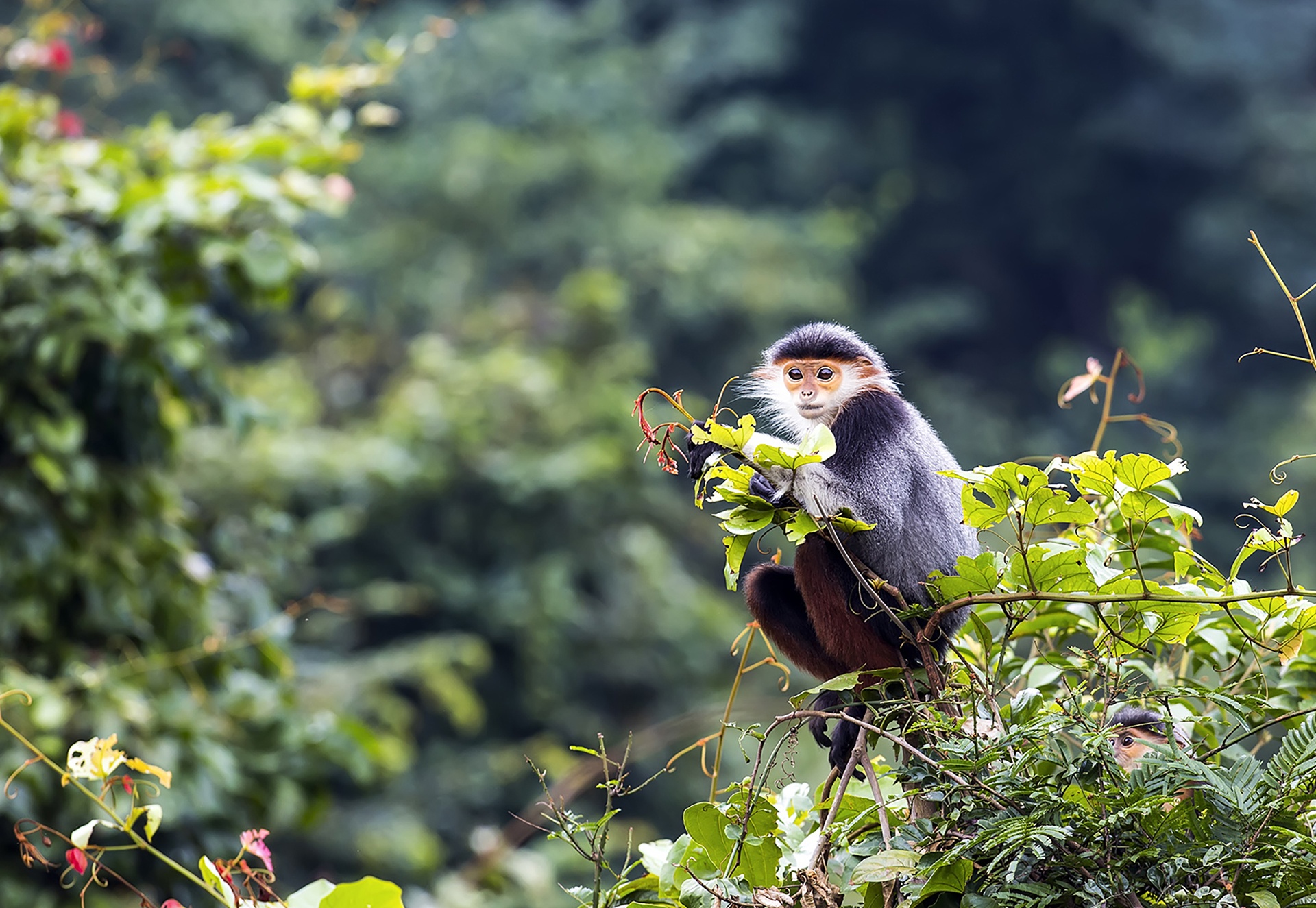 Vooc o Da Nang anh 8