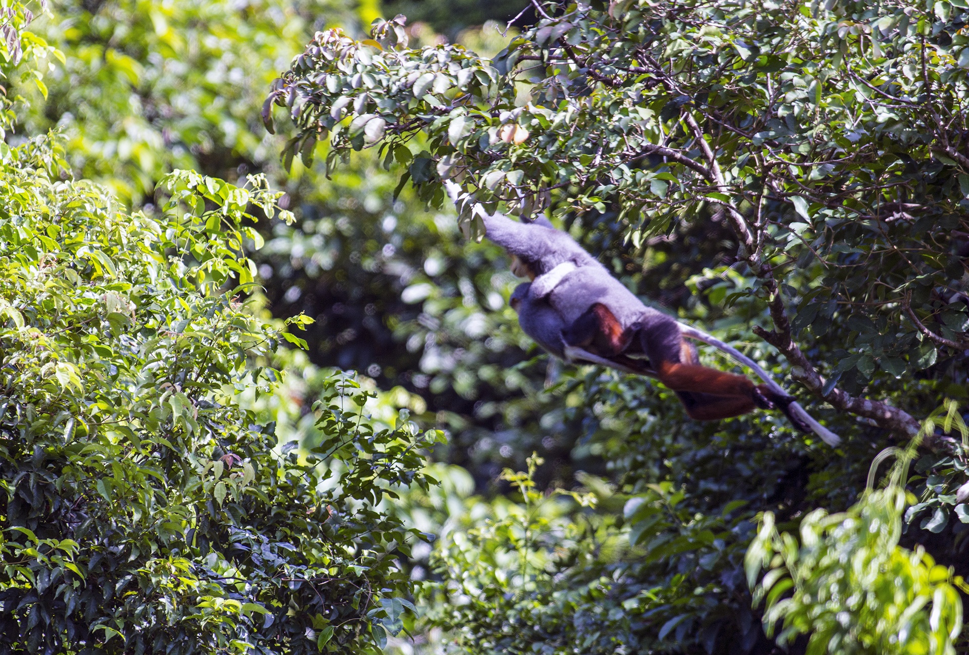 Vooc o Da Nang anh 7