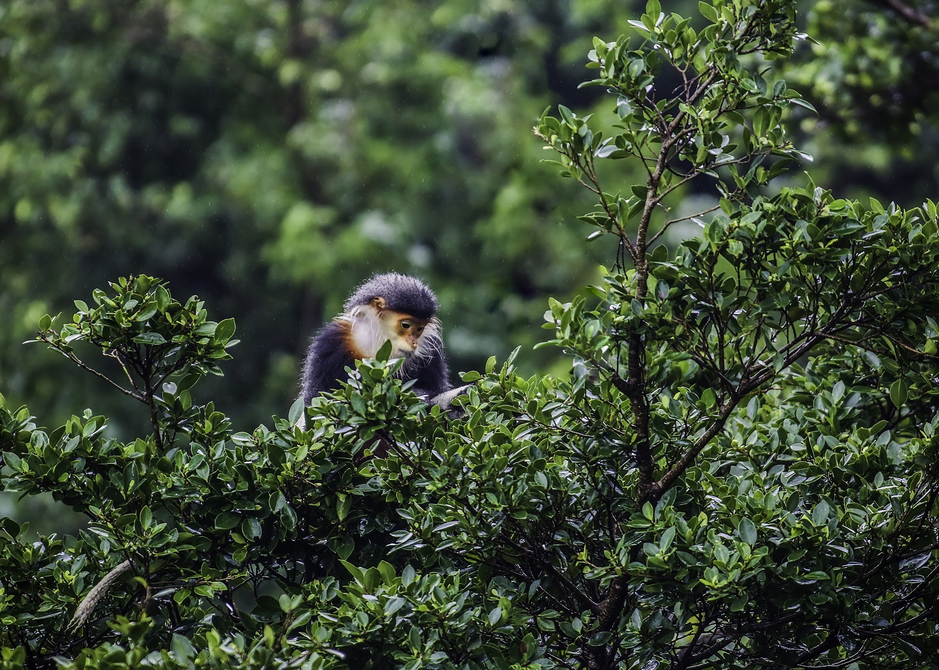 Vooc o Da Nang anh 11