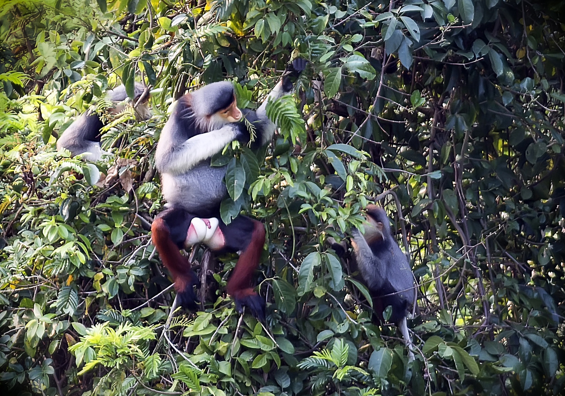 Vooc o Da Nang anh 6