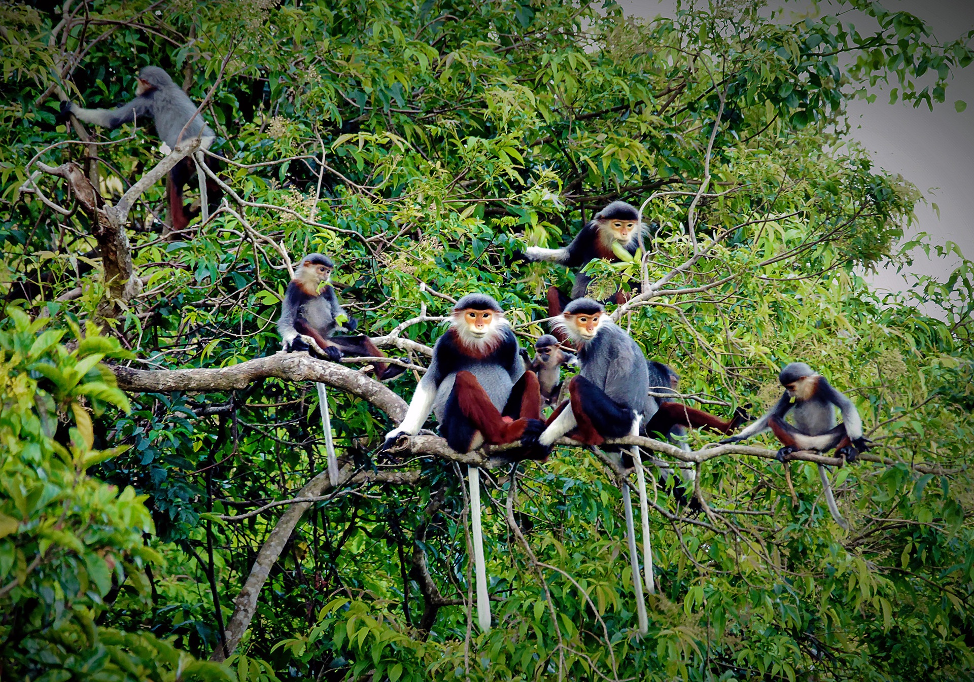 Vooc o Da Nang anh 1