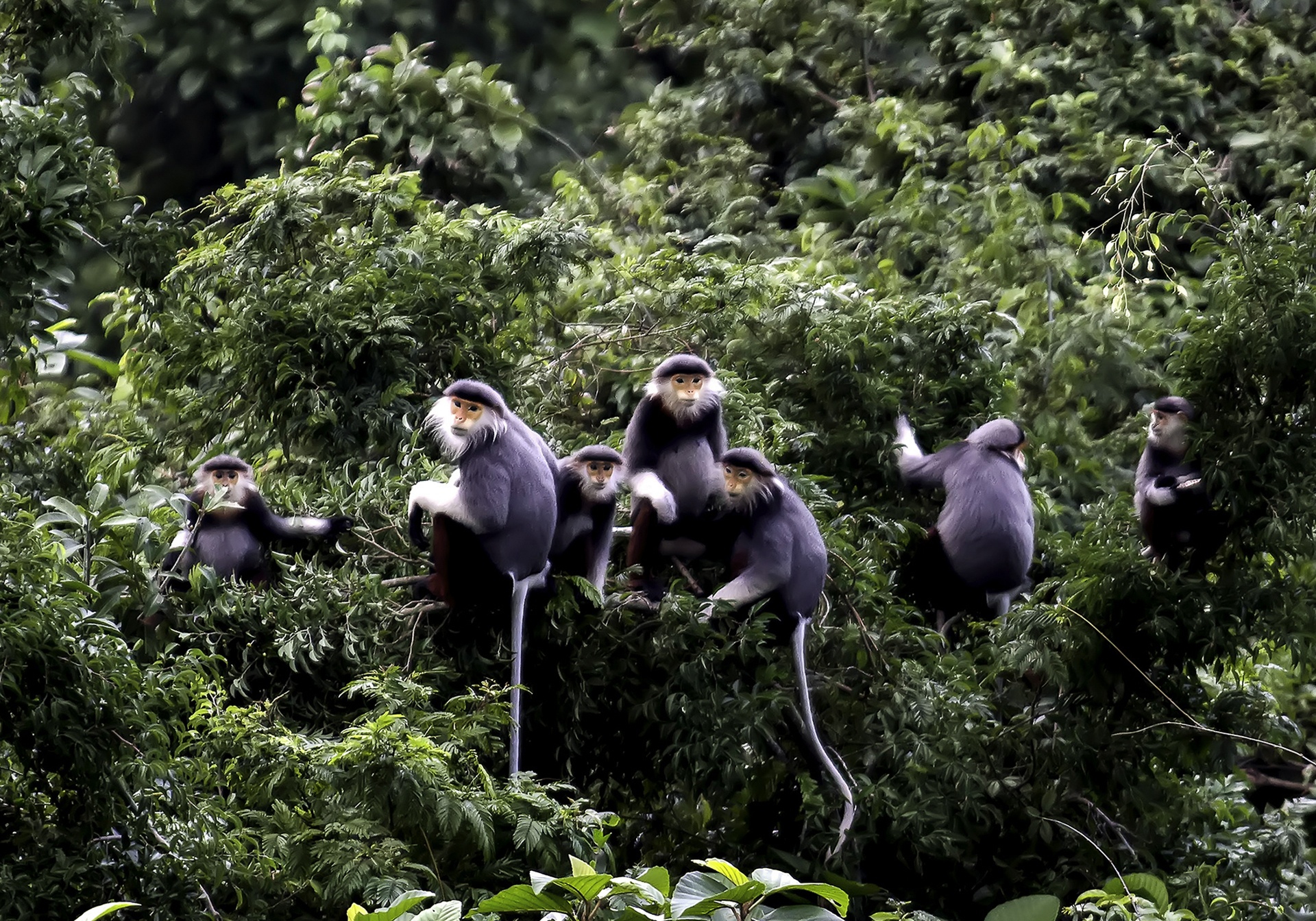 Vooc o Da Nang anh 3