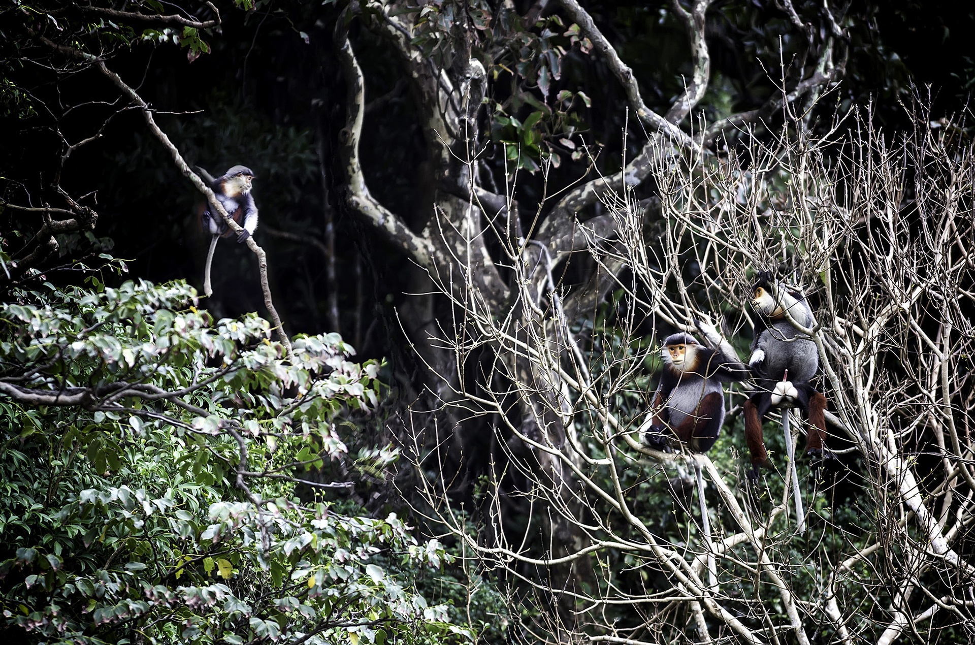 Vooc o Da Nang anh 2