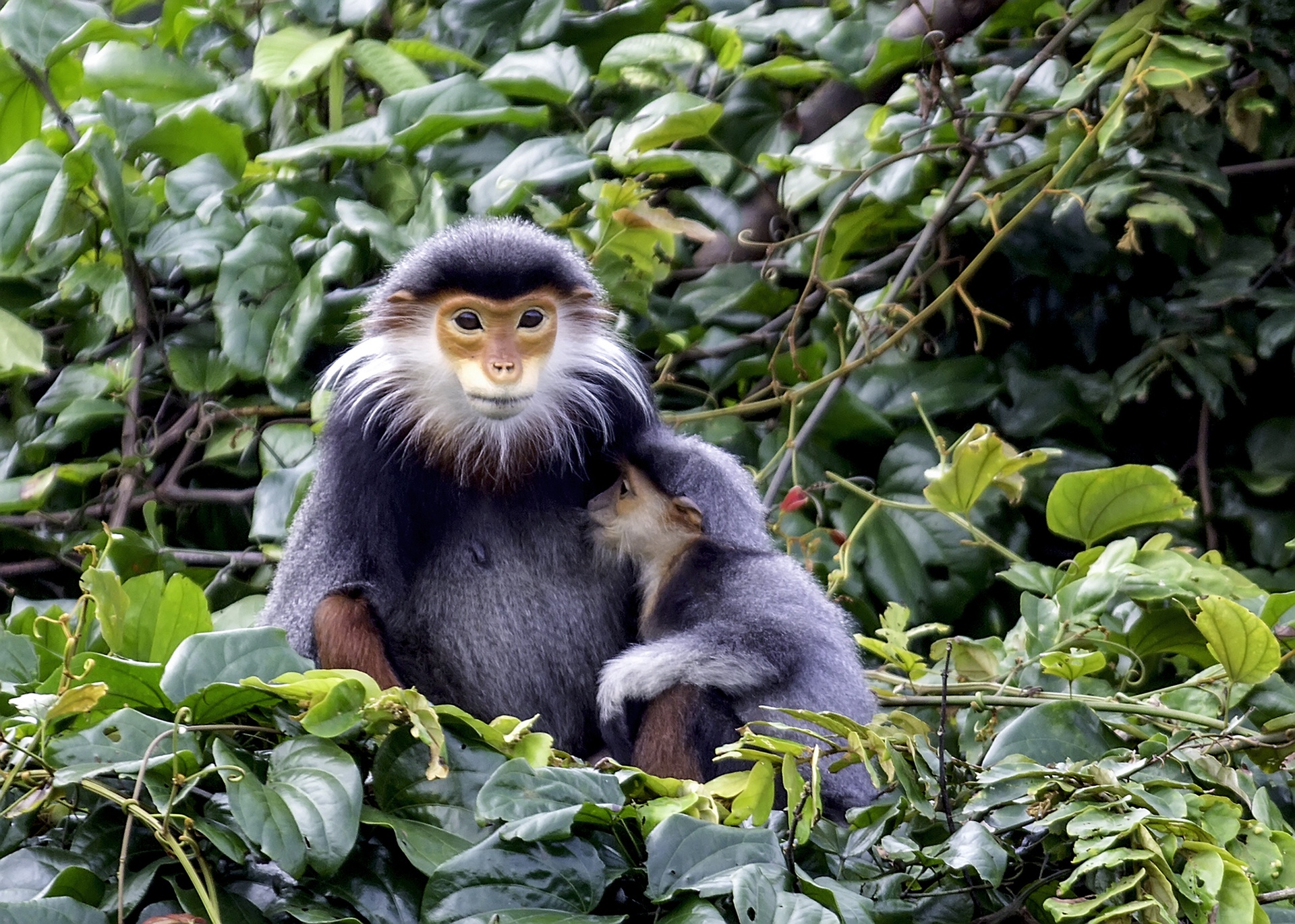 Vooc o Da Nang anh 9