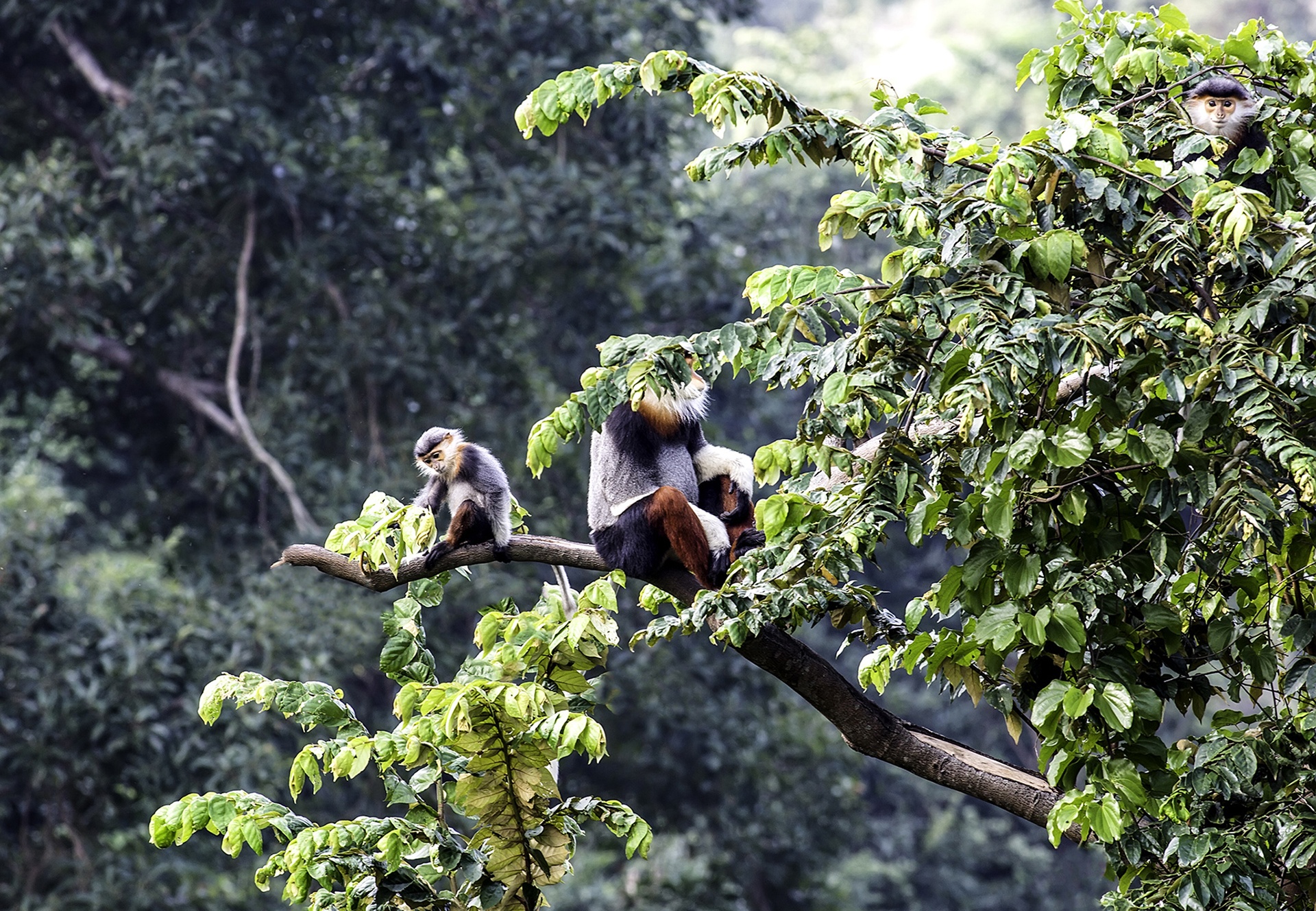 Vooc o Da Nang anh 4