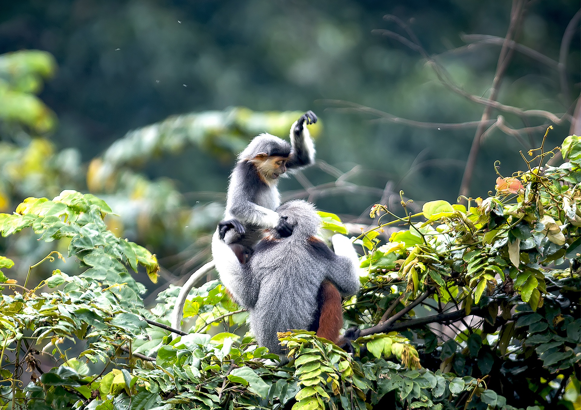 Vooc o Da Nang anh 5