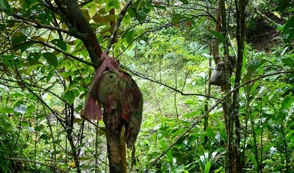 Khu rung cat giu ron cua nguoi Xe Dang hinh anh