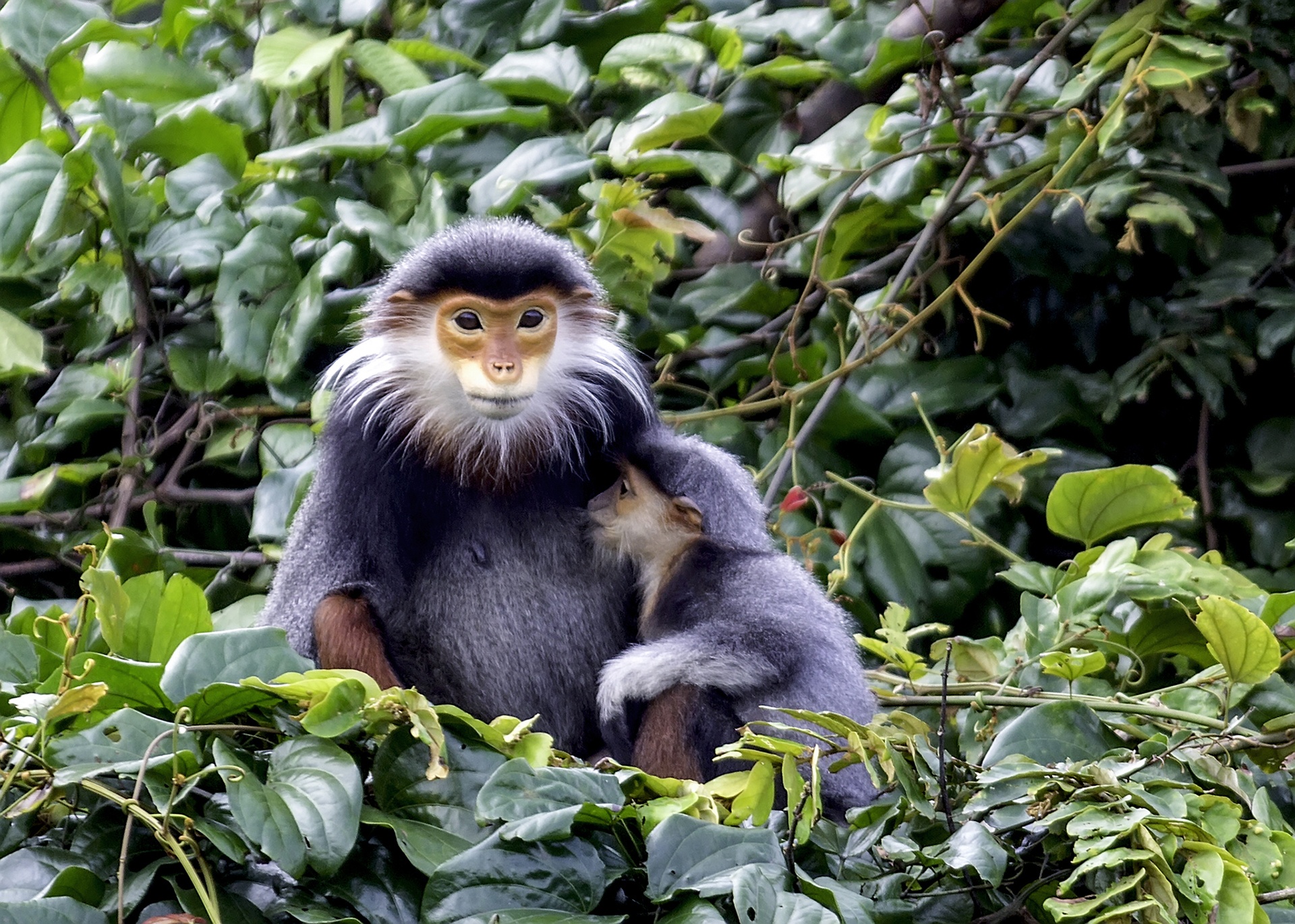 Đào xới Sơn Trà để làm khách sạ ảnh 1 Dao xoi Son Tra de lam khach sa anh 1