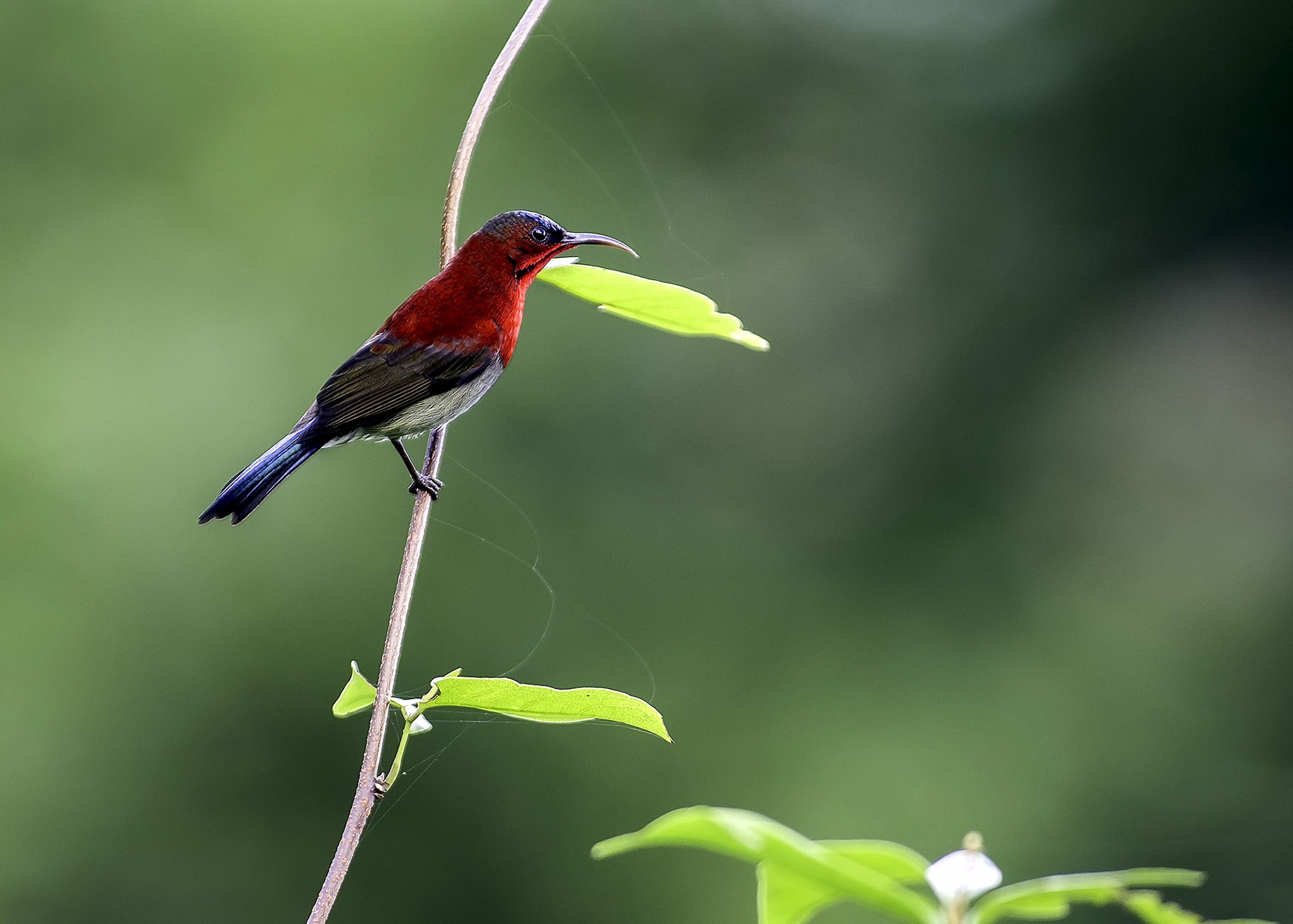 Toan canh Son Tra nhin tu bau troi anh 10