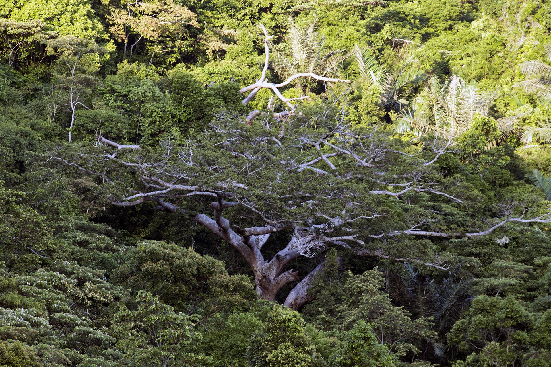 Toan canh Son Tra nhin tu bau troi anh 8
