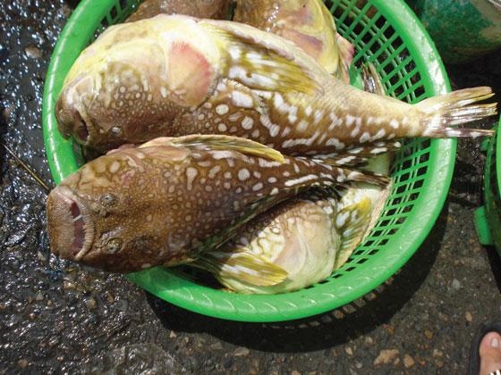 An ca noc vang, 3 nguoi o Da Nang suyt chet hinh anh