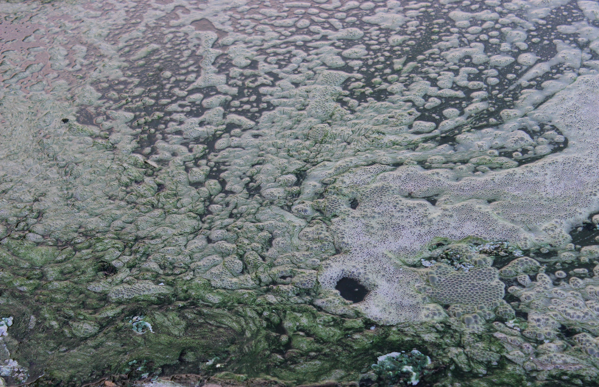 Nuoc thai chay ra bai bien Da Nang anh 10