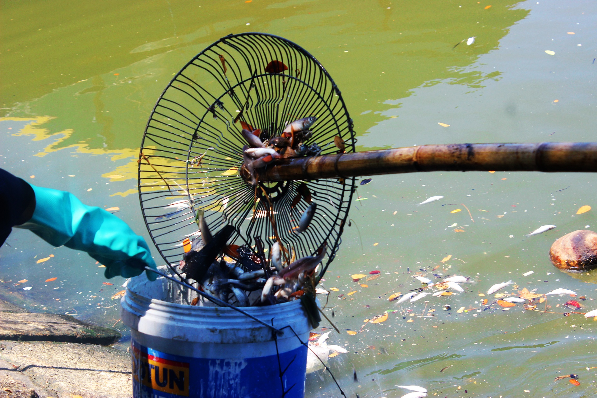 Ca chet noi trang ho tai Da Nang anh 8