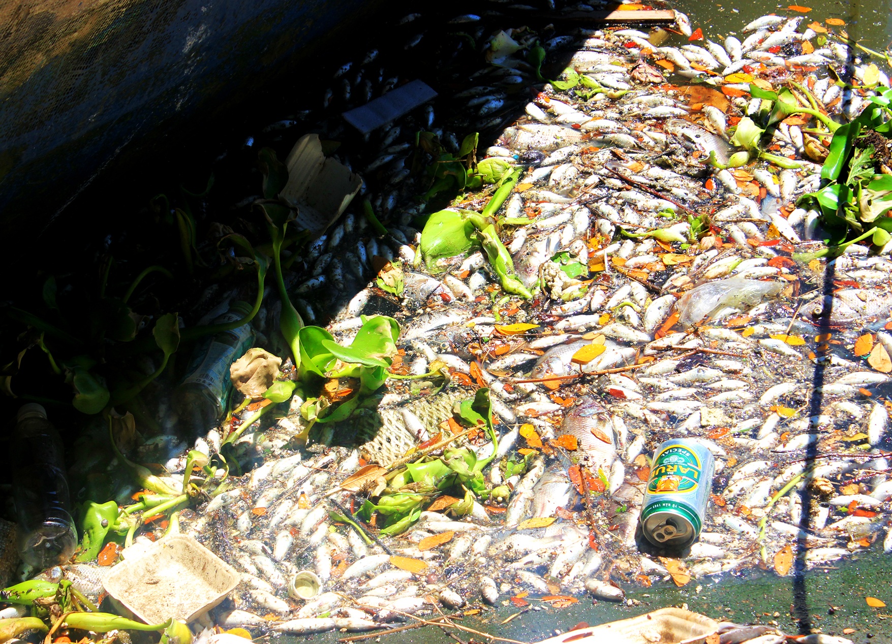 Ca chet noi trang song o Da Nang hinh anh