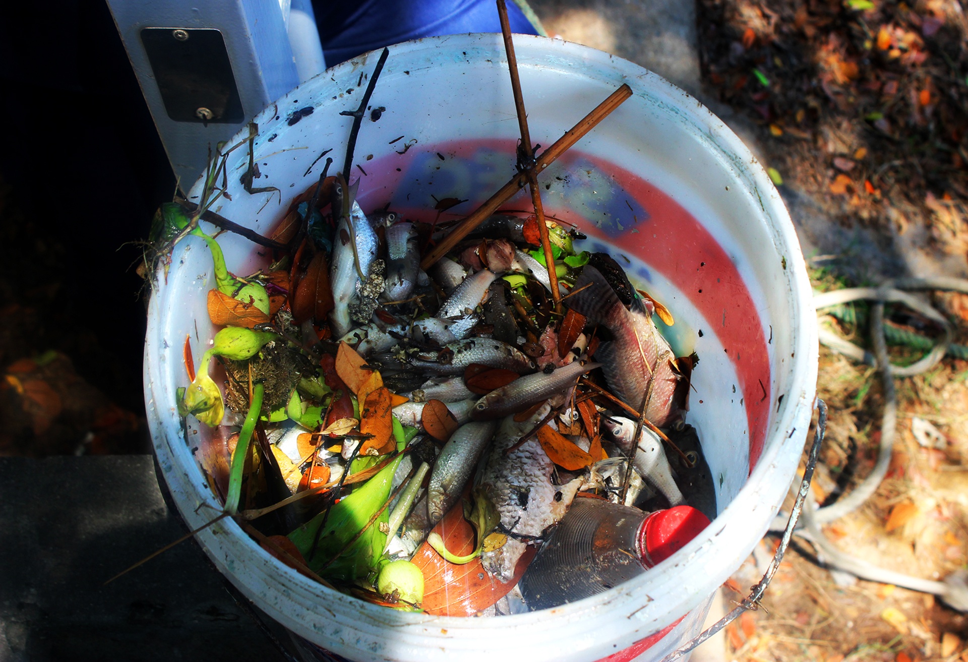 Ca chet noi trang ho tai Da Nang anh 9