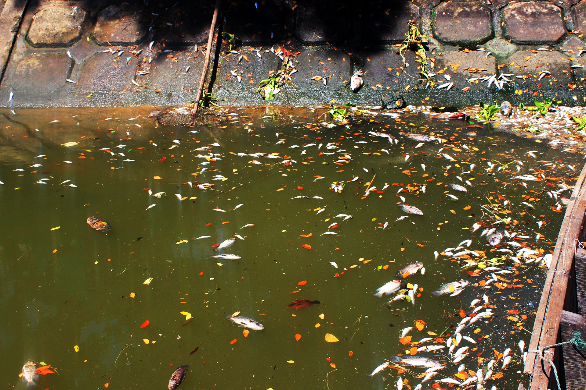 Ca chet noi trang ho tai Da Nang anh 2