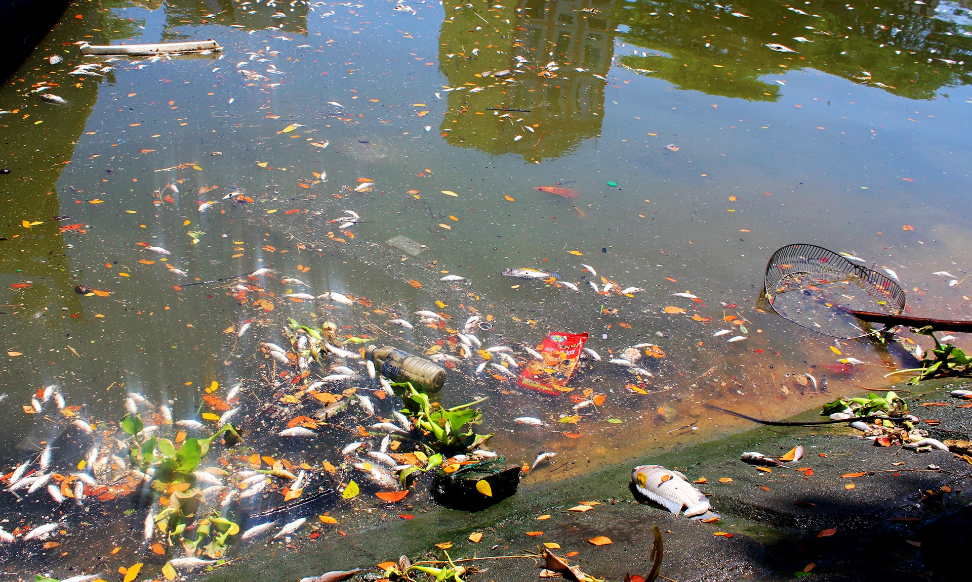 Ca chet noi trang ho tai Da Nang anh 3