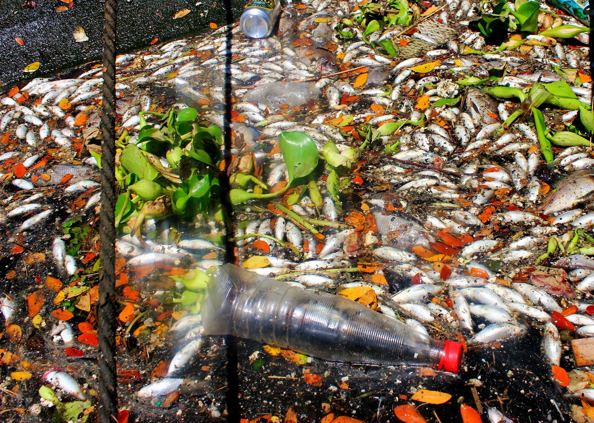 Ca chet noi trang ho tai Da Nang anh 4