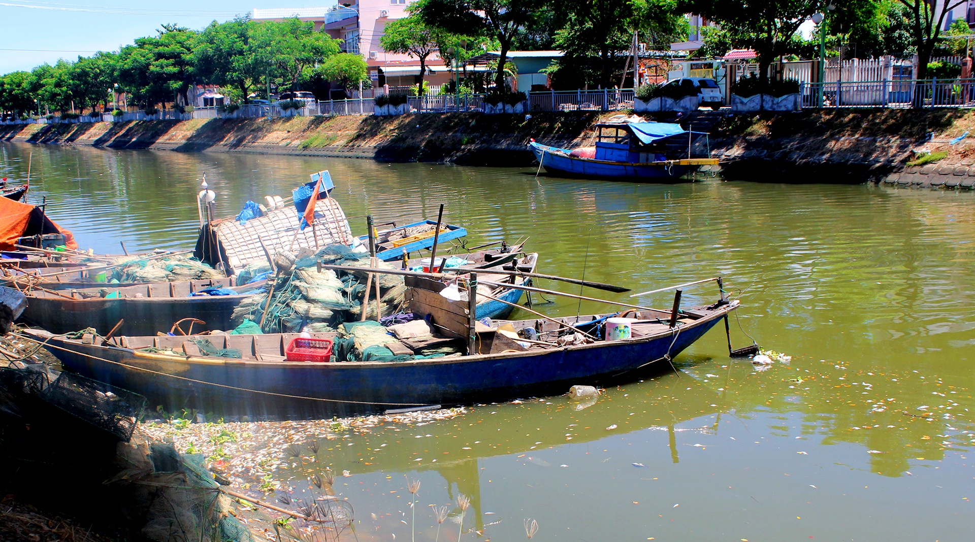 Xac dinh nguyen nhan ca chet hang loat tai Da Nang hinh anh