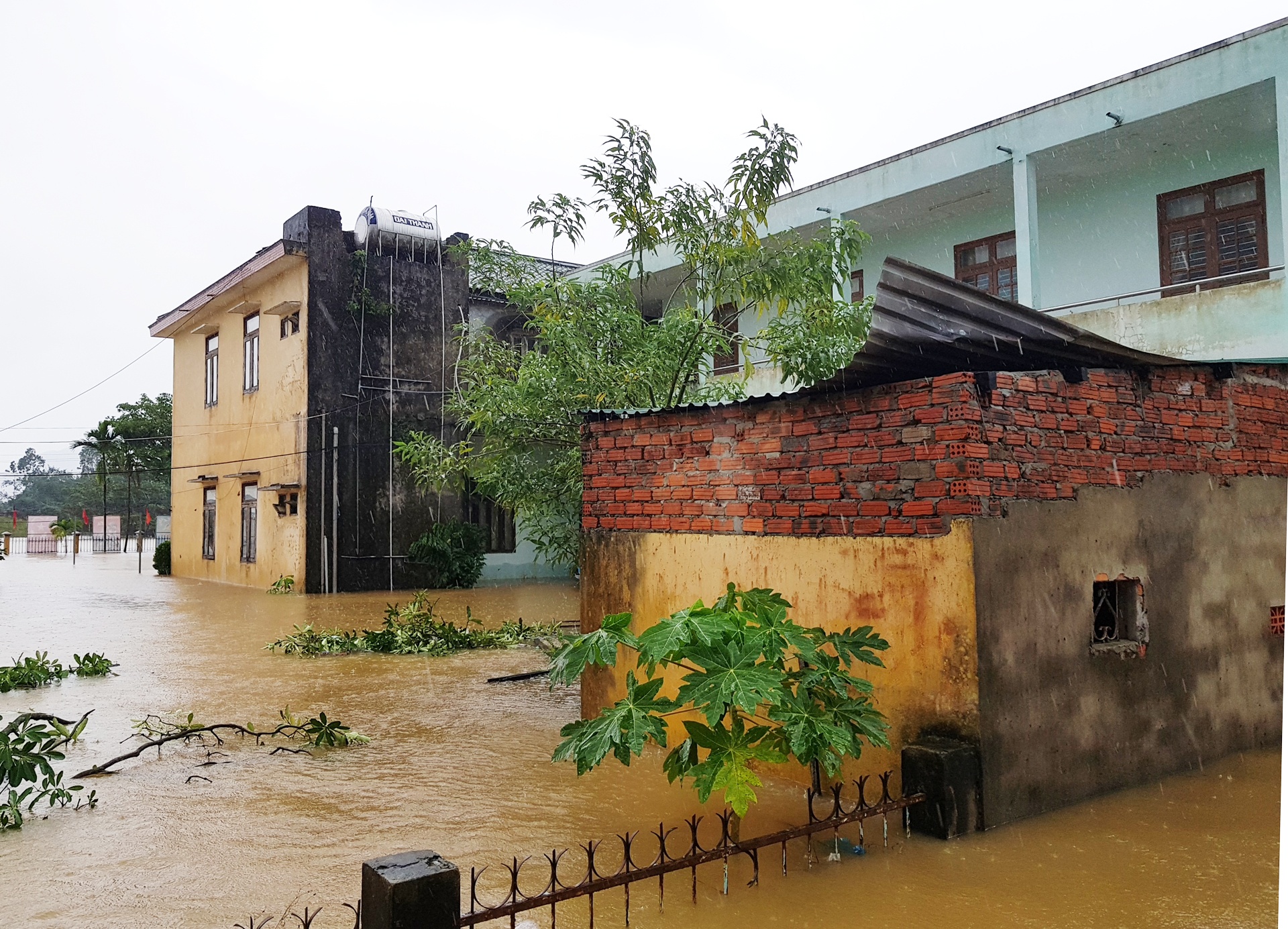 ron lu dai loc anh 4