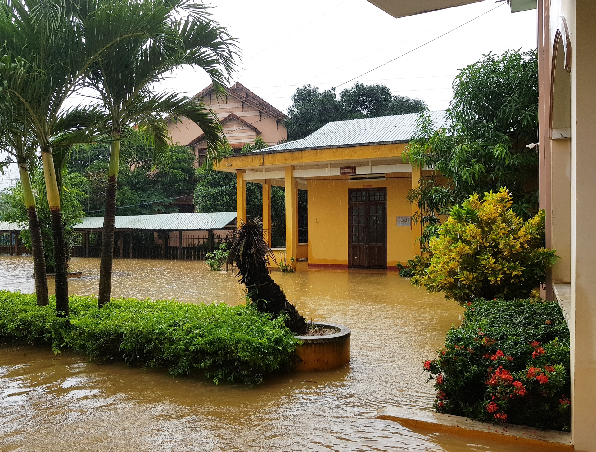 ron lu dai loc anh 5