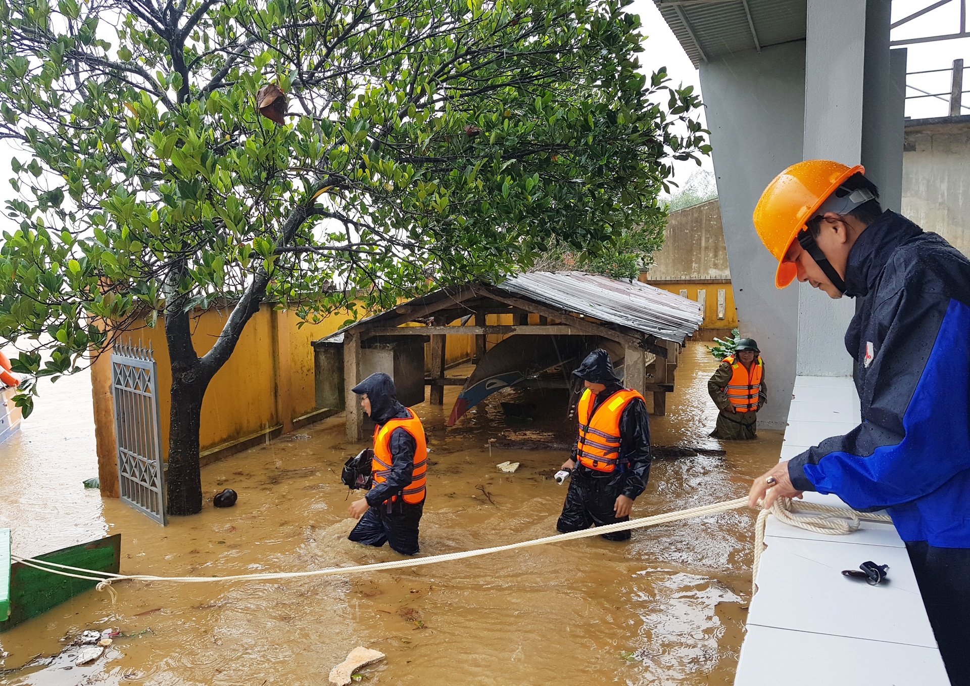 ron lu dai loc anh 8