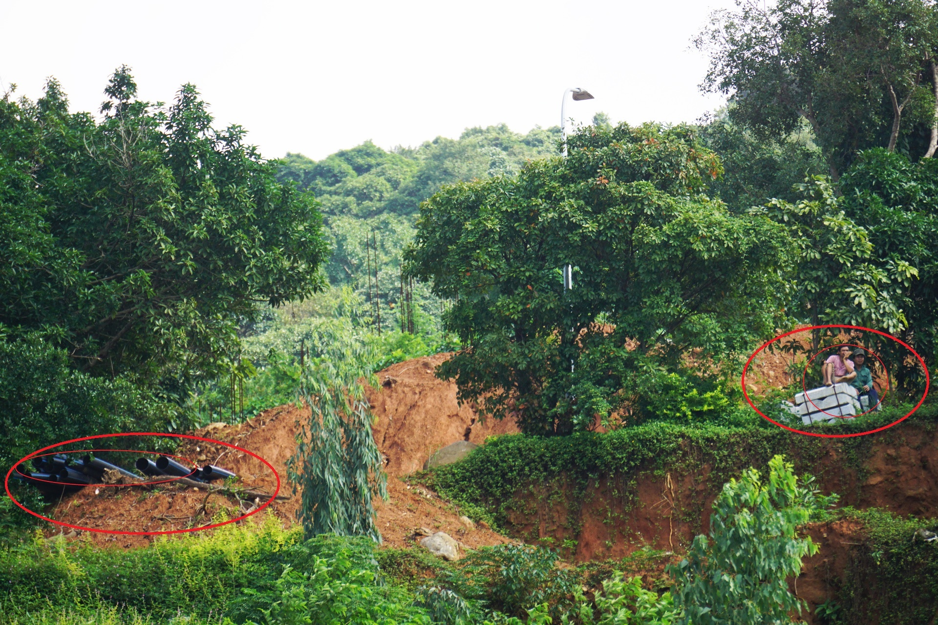 Dao xoi Son Tra anh 3