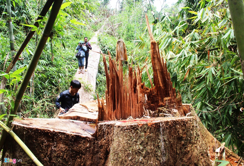 Tan pha rung Nam Giang anh 1