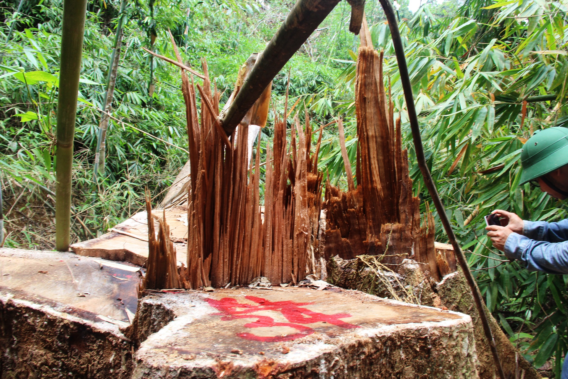 Cong an dieu tra vu hang chuc cay go lim nhieu nam tuoi bi don ha hinh anh