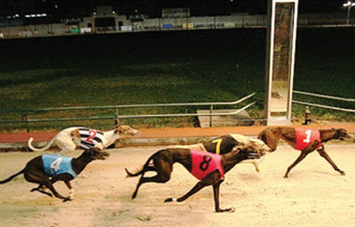 Da Nang lam truong dua ngua, dua cho rong hon 580.000 m2 hinh anh