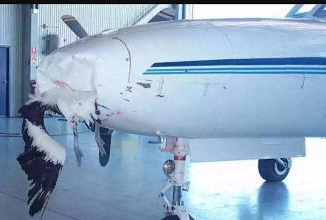 Chim va vao may bay, nhieu chuyen bay cua Jetstar bi anh huong hinh anh