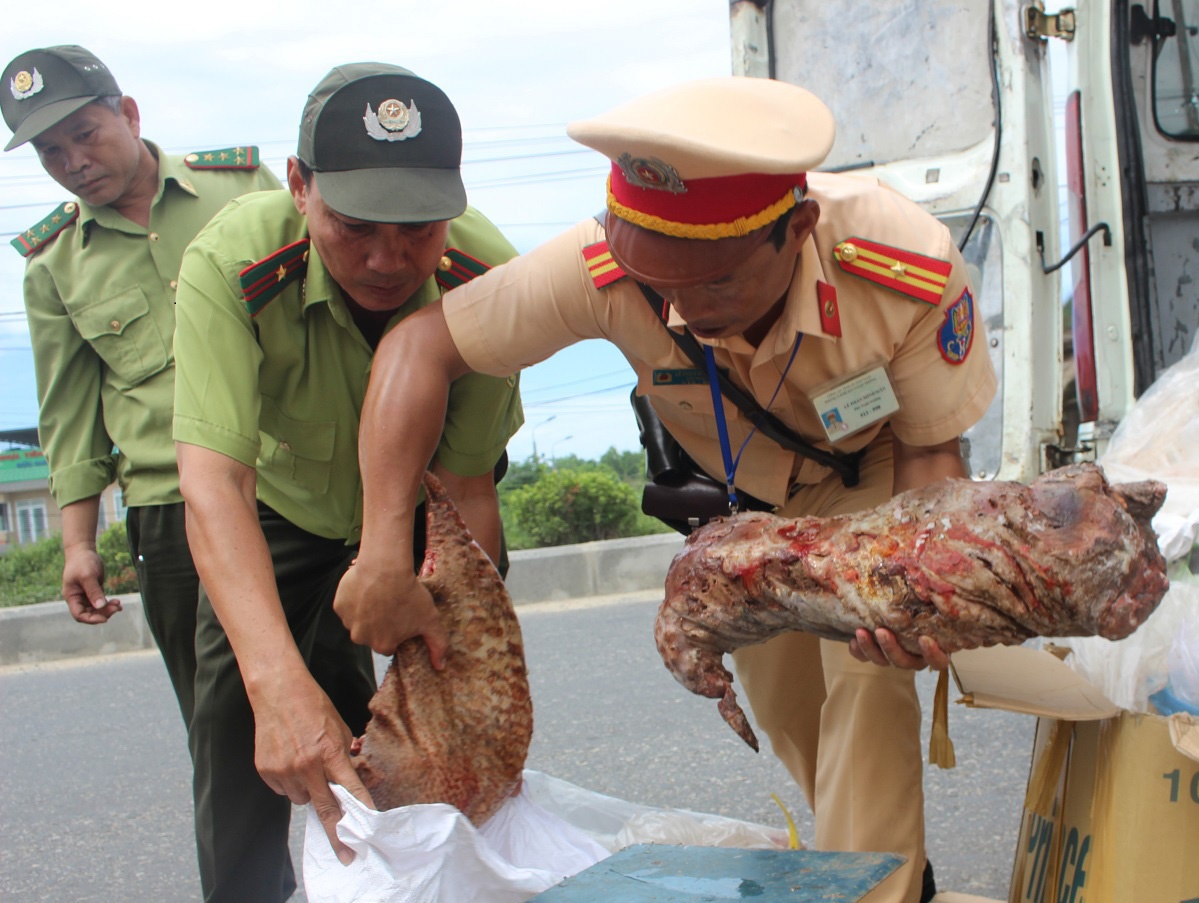 Phat hien oto cho thit dong vat hoang da trai phep o Quang Nam hinh anh