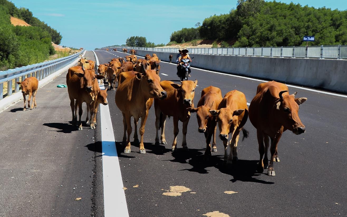 Bo 'tung tang' tren cao toc duoc xay dung voi toc do rua hinh anh