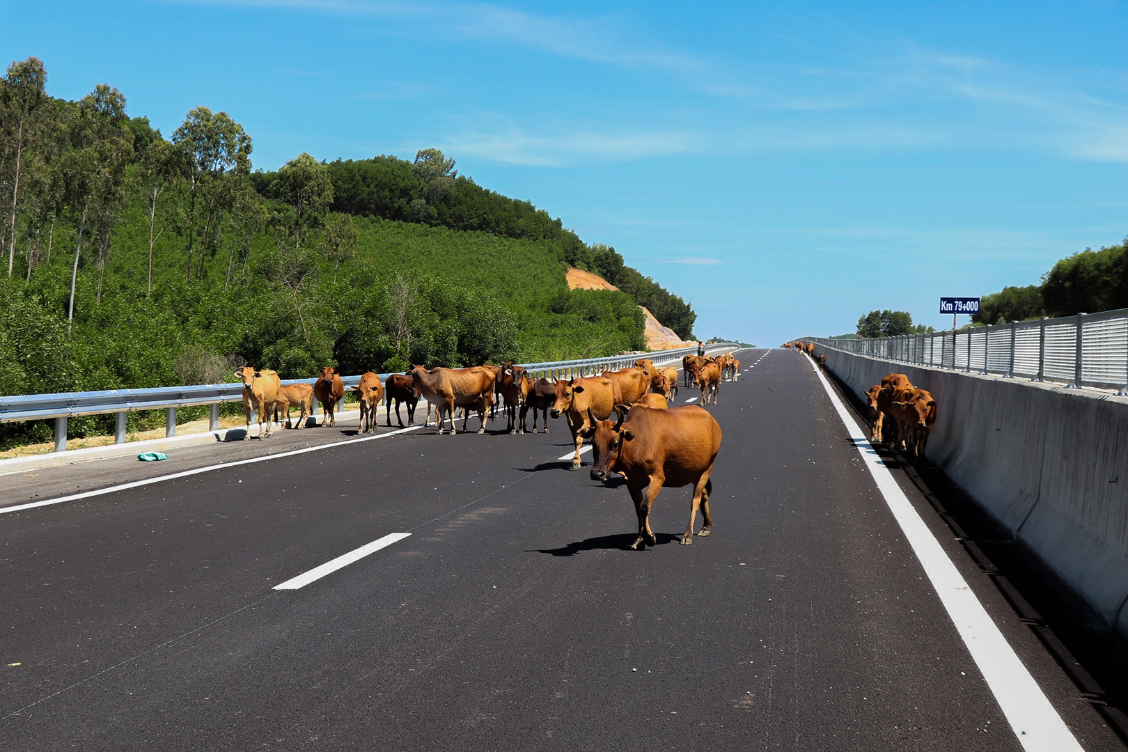 Dan bo tha rong tren tuyen cao toc Quang Nam - Quang Ngai cham tien do hinh anh