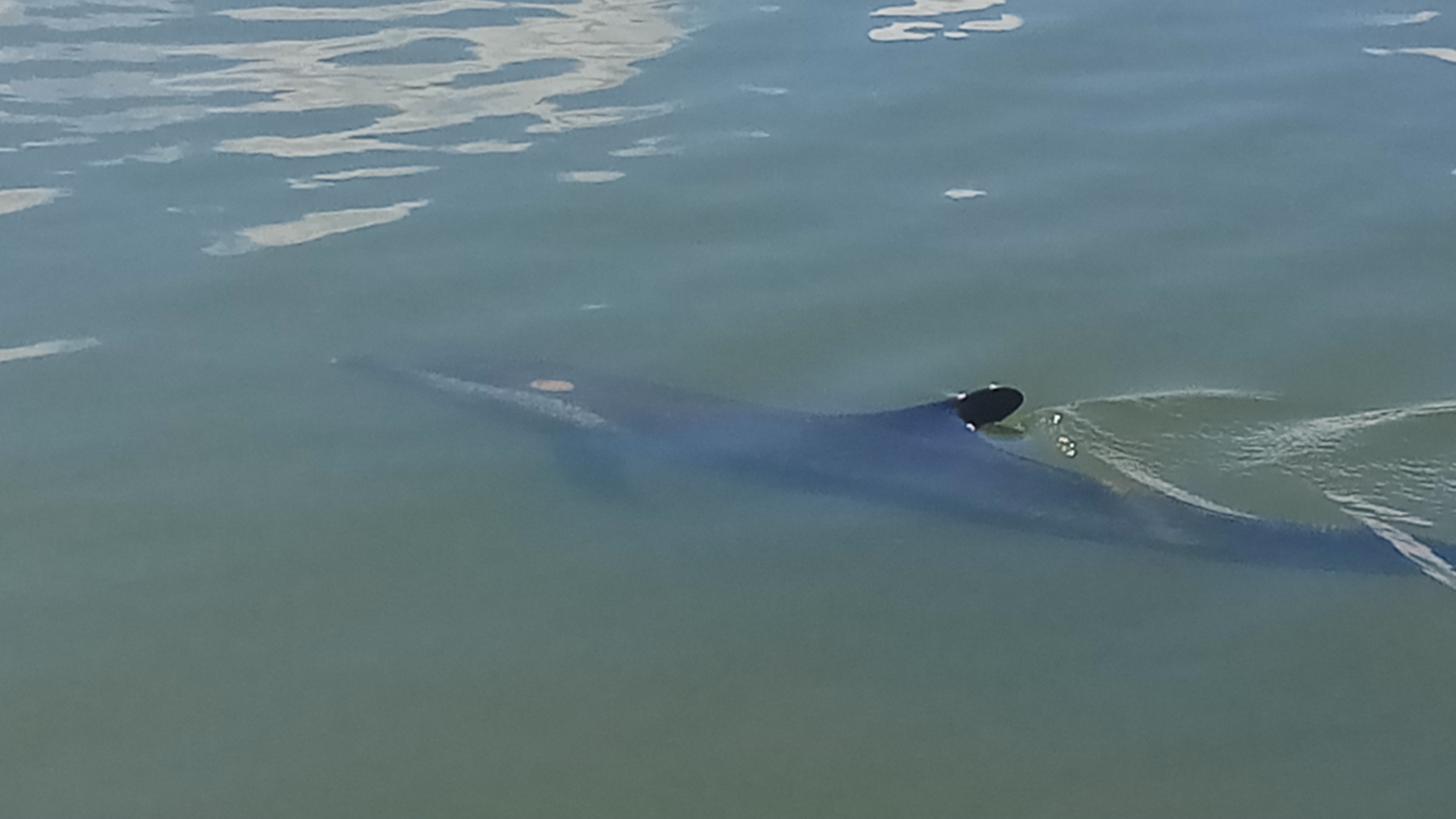 Cá heo bơi lạc vào Hội An ảnh 1 Ca heo boi lac vao Hoi An anh 1