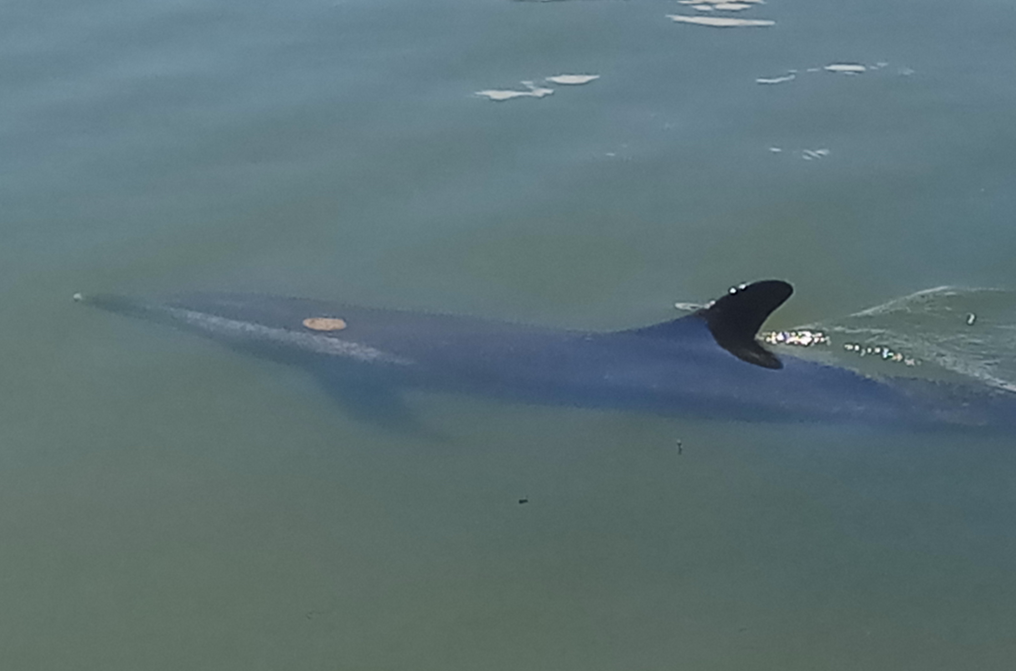 Ca heo 50 kg bi thuong boi lac vao song Hoi Lang hinh anh