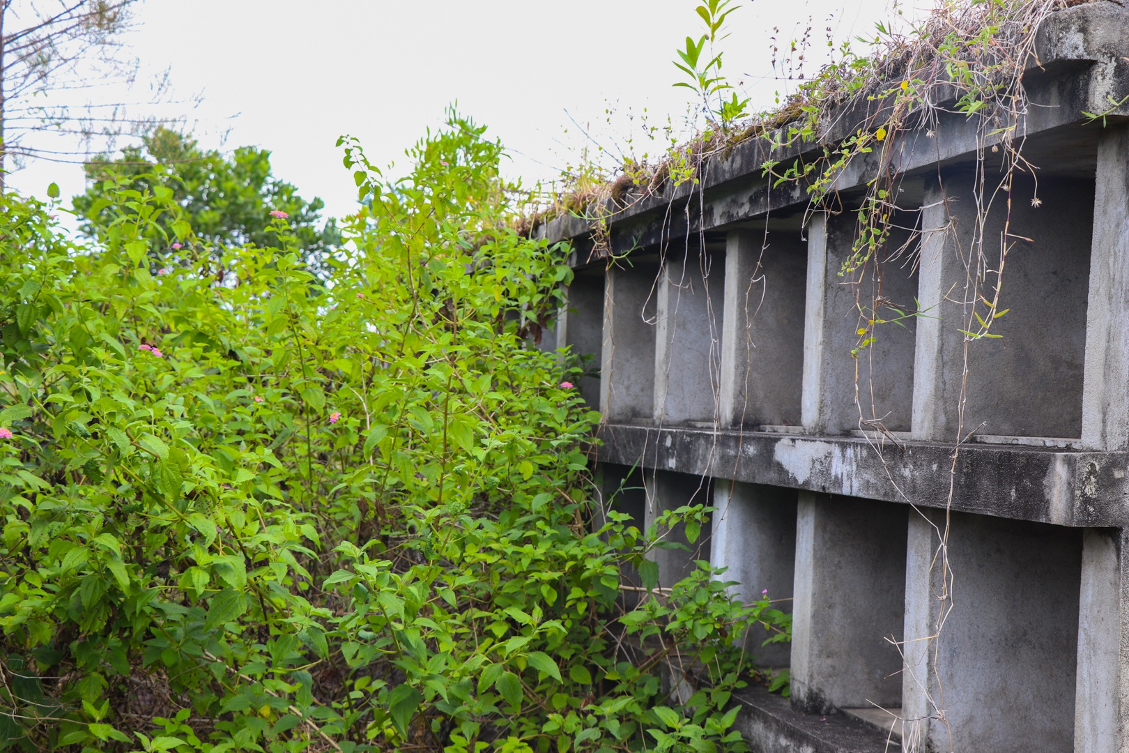 Nhà hỏa táng bỏ hoang ở Hội An ảnh 5 Nha hoa tang bo hoang o Hoi An anh 5