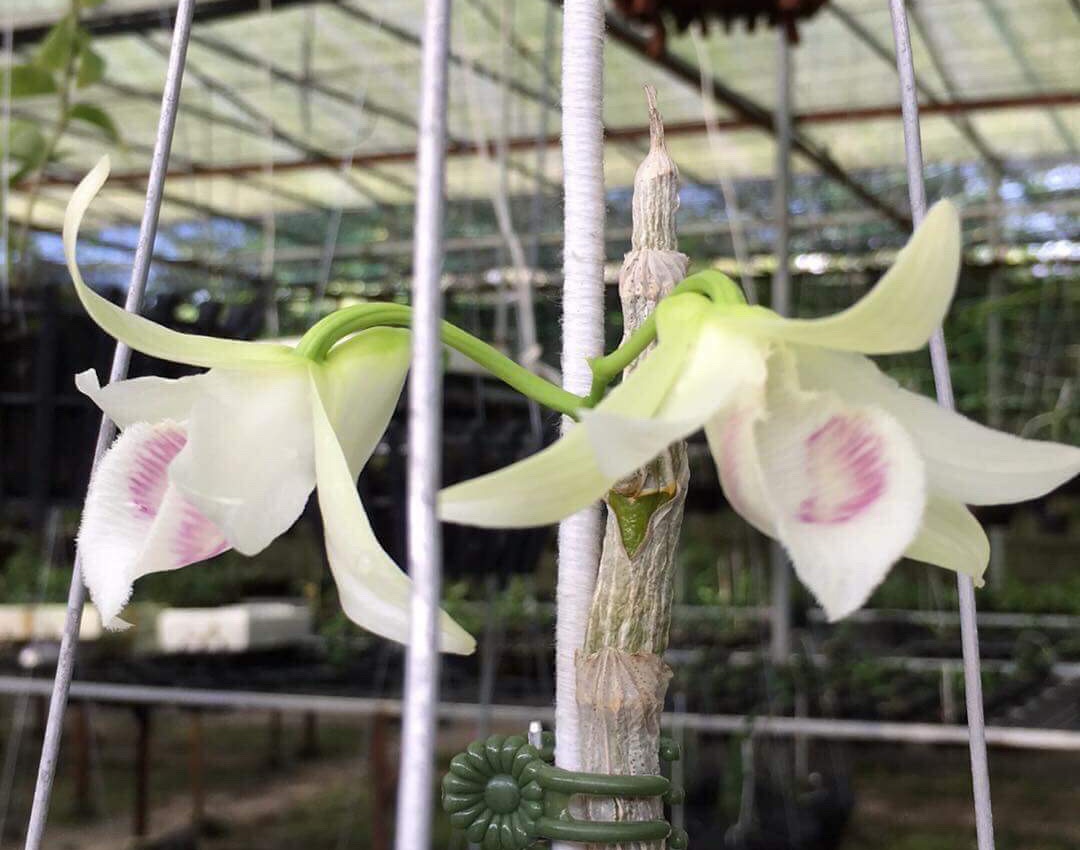 Gio hoa lan 6,8 ty o Da Nang hinh anh