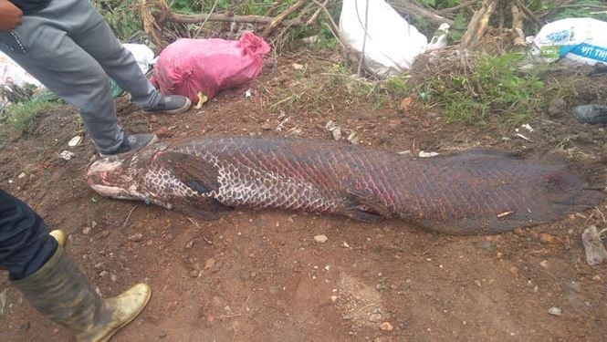 Thuc hu thong tin bat duoc ca 'khung' 100 kg o song Nhue hinh anh