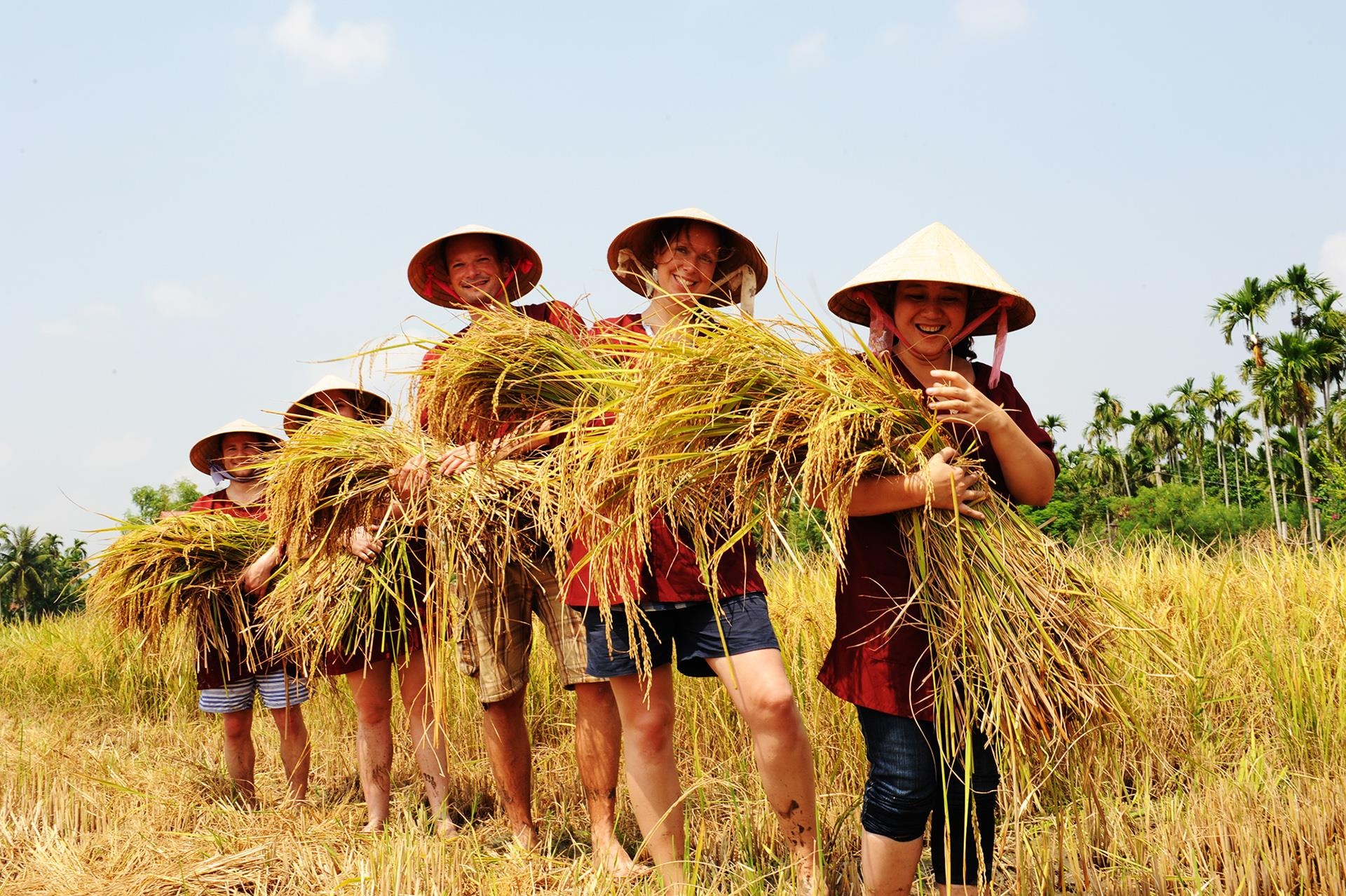 Du khach den Hoi An gat lua anh 9