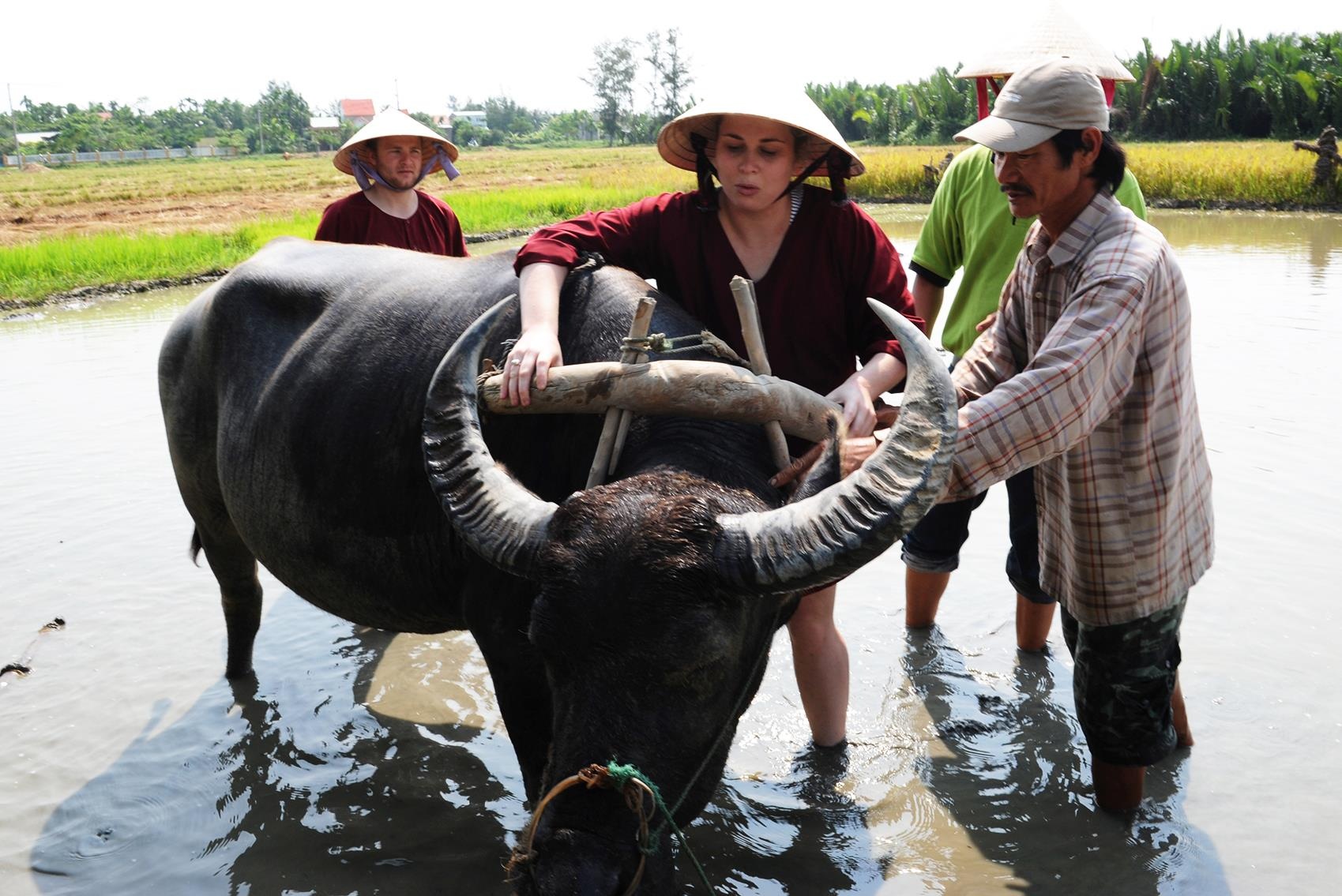 Phu nu cuoi trau, dan ong xan quan gat lua o Hoi An hinh anh
