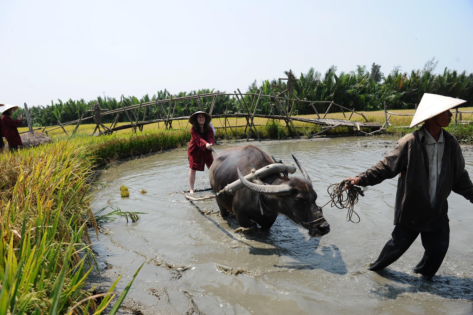 Du khach den Hoi An gat lua anh 4