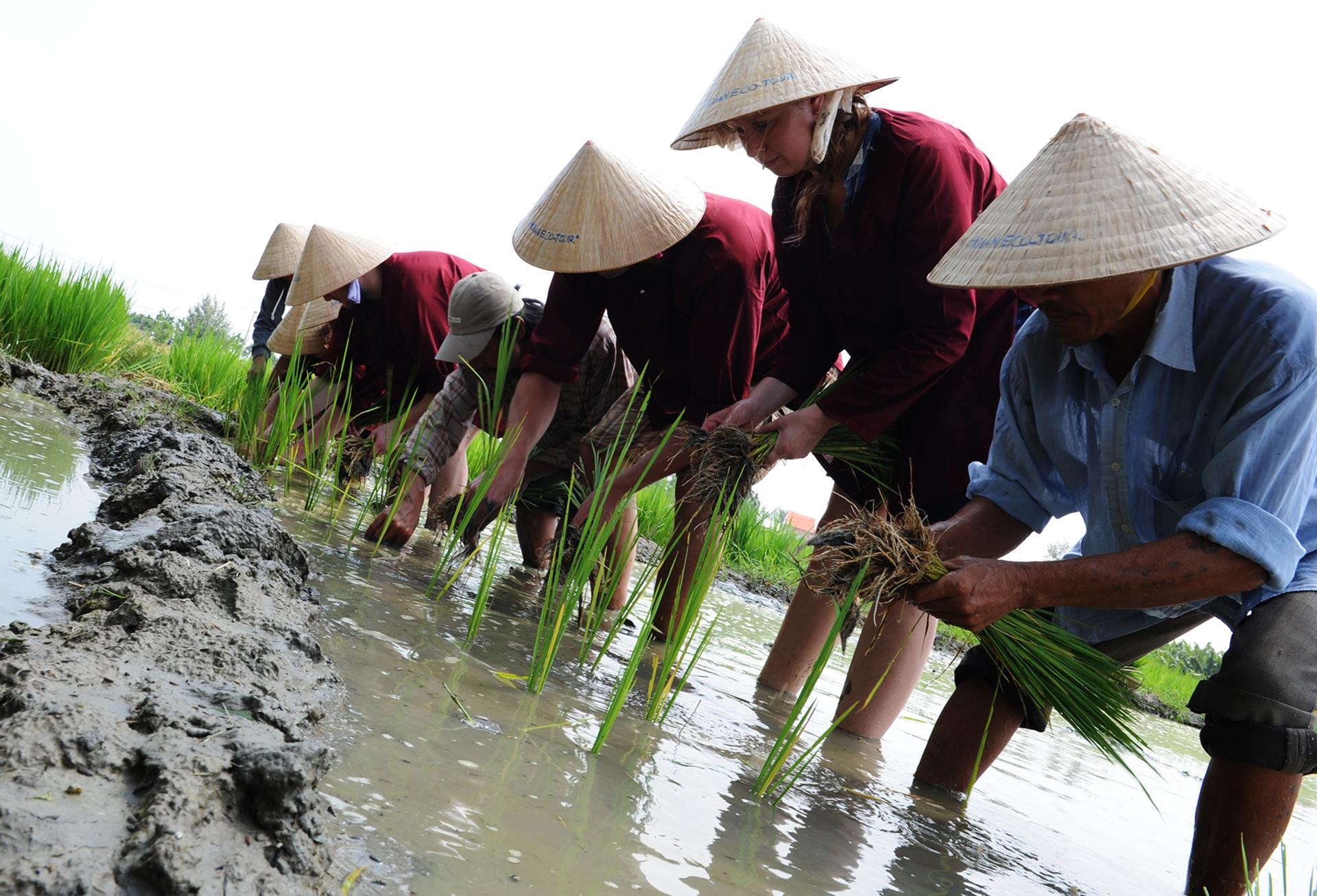 Du khach den Hoi An gat lua anh 7