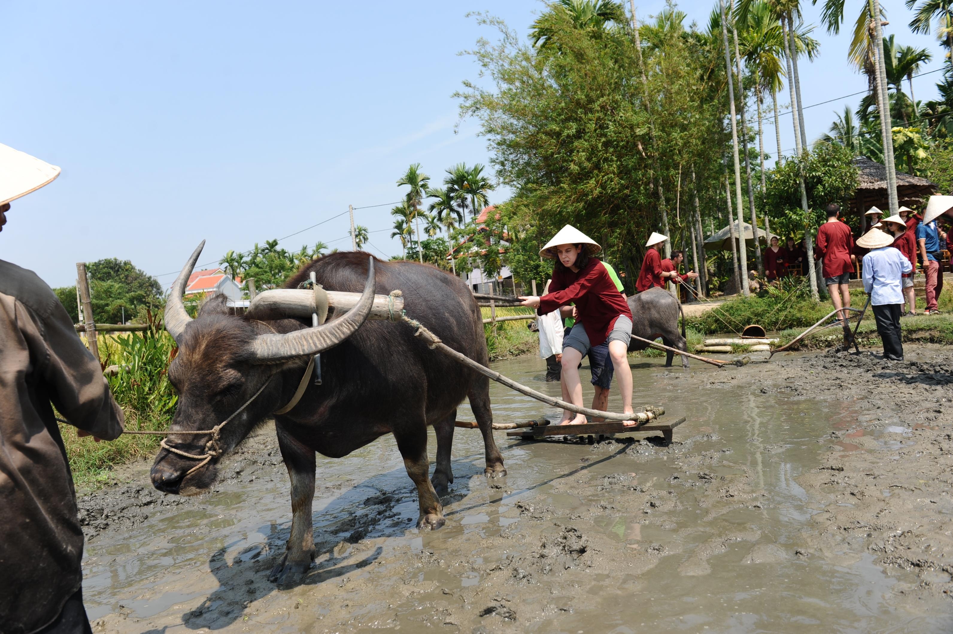 Khach Tay thich thu voi tro choi cuoi trau, gat lua o TP Hoi An hinh anh