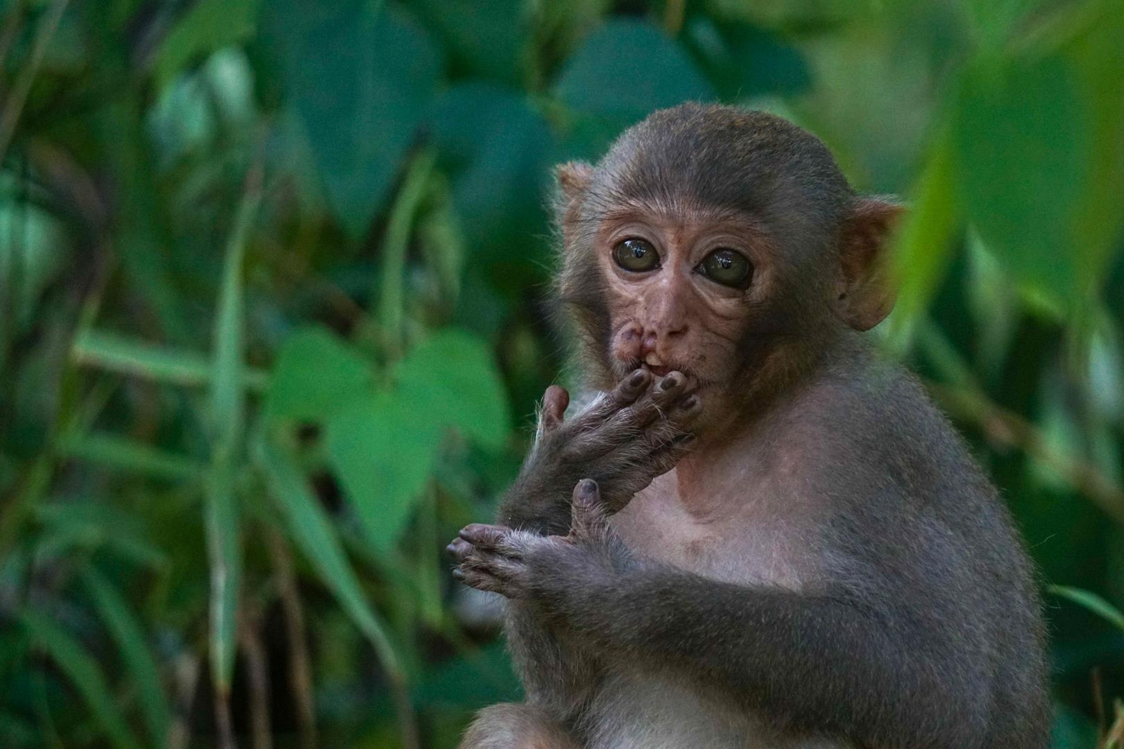 Cho khi an va he luy khong ngo khi tham quan ban dao Son Tra hinh anh